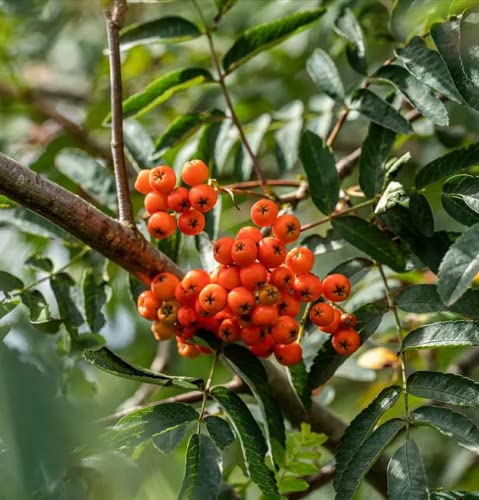 CHUXAY GARDEN Sorbus Aucuparia-Rowan,European Mountain Ash 50 Seeds Dwarf Shrub Tree Seeds