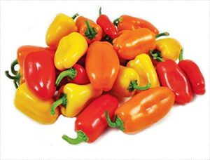 60+ lunchbox sweet snacking pepper seeds red orange yellow non-gmo