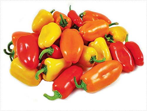 60+ Lunchbox Sweet Snacking Pepper Seeds Red Orange Yellow Non-GMO