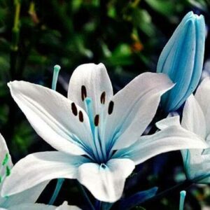 lily seeds|100 seeds rare blue heart lily plant seeds| heirloom lilium lily flower fragrant seeds for planting home bonsai garden decor