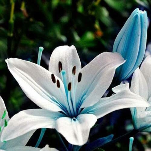 Lily Seeds|100 Seeds Rare Blue Heart Lily Plant Seeds| Heirloom Lilium Lily Flower Fragrant Seeds for Planting Home Bonsai Garden Decor