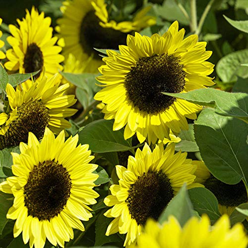 Outsidepride Helianthus Annuus Lemon Queen Sunflower Garden Cut Flower & Border Plant - 1 LB