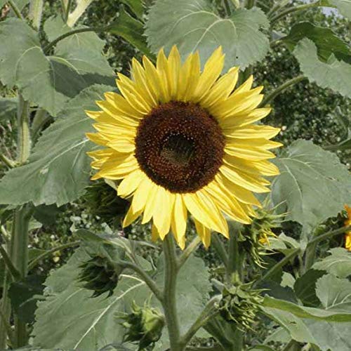 Outsidepride Helianthus Annuus Lemon Queen Sunflower Garden Cut Flower & Border Plant - 1 LB