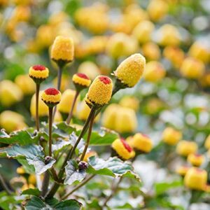 100 toothache plant seeds（spilanthes paniculata wall. ex dc.） to grow in your garden