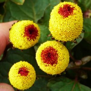 100 Toothache Plant Seeds（Spilanthes paniculata Wall. ex DC.） to Grow in Your Garden