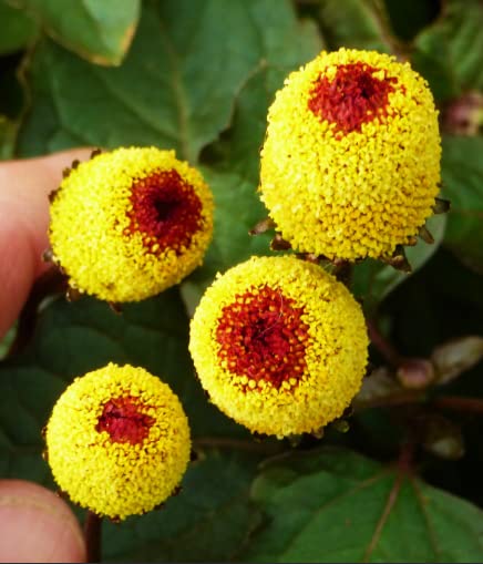 100 Toothache Plant Seeds（Spilanthes paniculata Wall. ex DC.） to Grow in Your Garden