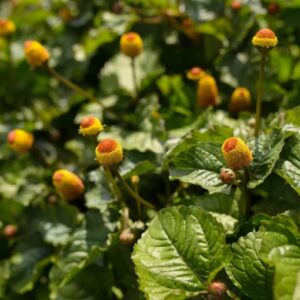 100 Toothache Plant Seeds（Spilanthes paniculata Wall. ex DC.） to Grow in Your Garden