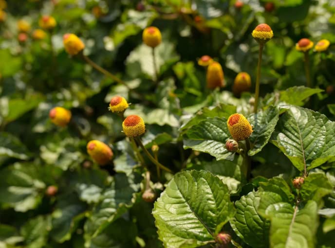 100 Toothache Plant Seeds（Spilanthes paniculata Wall. ex DC.） to Grow in Your Garden