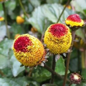 100 Toothache Plant Seeds（Spilanthes paniculata Wall. ex DC.） to Grow in Your Garden