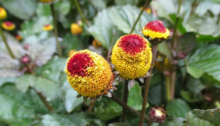 100 Toothache Plant Seeds（Spilanthes paniculata Wall. ex DC.） to Grow in Your Garden