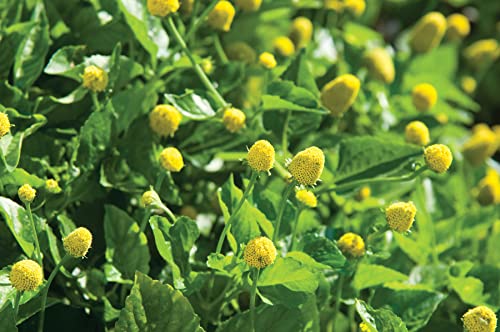 100 Toothache Plant Seeds（Spilanthes paniculata Wall. ex DC.） to Grow in Your Garden