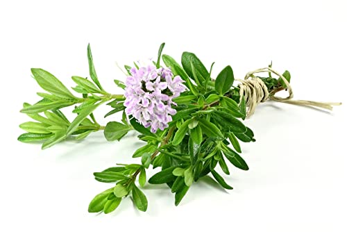 Common Thyme Seeds for Planting, 1000+ Seeds Per Packet, (Isla's Garden Seeds), Non GMO & Heirloom Seeds, Botanical Name: Thymus vulgaris, Great Herb Garden Seeds