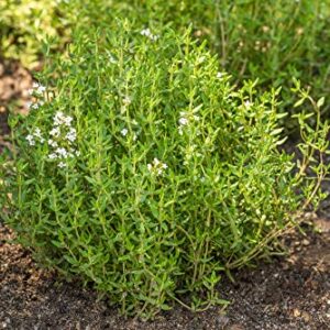 Common Thyme Seeds for Planting, 1000+ Seeds Per Packet, (Isla's Garden Seeds), Non GMO & Heirloom Seeds, Botanical Name: Thymus vulgaris, Great Herb Garden Seeds