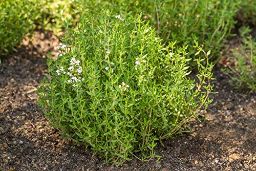 Common Thyme Seeds for Planting, 1000+ Seeds Per Packet, (Isla's Garden Seeds), Non GMO & Heirloom Seeds, Botanical Name: Thymus vulgaris, Great Herb Garden Seeds