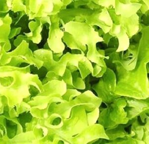 500 salad bowl lettuce seeds | non-gmo | fresh garden seeds