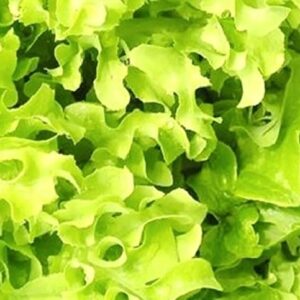 500 Salad Bowl Lettuce Seeds | Non-GMO | Fresh Garden Seeds