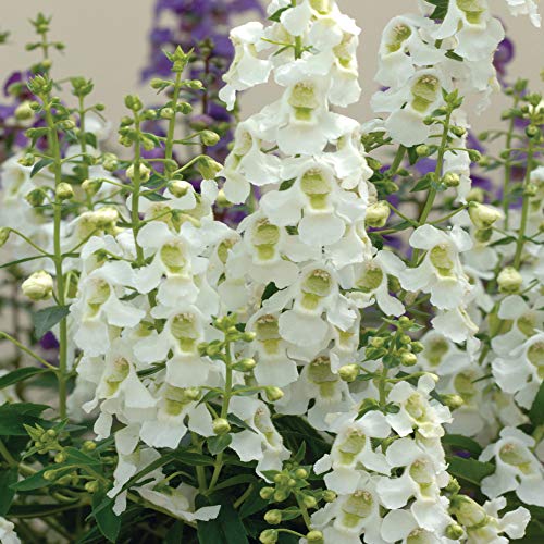 Outsidepride Angelonia Serena White Summer Snapdragon Garden Flower Seed - 15 Seeds