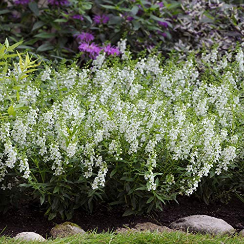 Outsidepride Angelonia Serena White Summer Snapdragon Garden Flower Seed - 15 Seeds