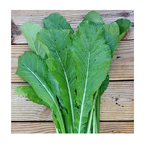 David's Garden Seeds Mustard Greens Tendergreen FBA-7445 (Green) 200 Non-GMO, Heirloom Seeds