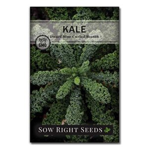 sow right seeds – dwarf blue curled scotch kale seed for planting – non-gmo heirloom packet with instructions to plant a home vegetable garden, great gardening gift (1)