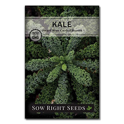 Sow Right Seeds - Dwarf Blue Curled Scotch Kale Seed for Planting - Non-GMO Heirloom Packet with Instructions to Plant a Home Vegetable Garden, Great Gardening Gift (1)