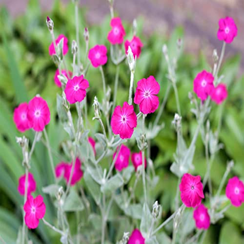 QAUZUY GARDEN 200 Rose Campion Magenta Silver Catchfly Lychnis Silene Coronaria Seeds ,Bee-Friendly Plants, Low-Maintenance