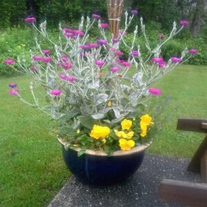 QAUZUY GARDEN 200 Rose Campion Magenta Silver Catchfly Lychnis Silene Coronaria Seeds ,Bee-Friendly Plants, Low-Maintenance