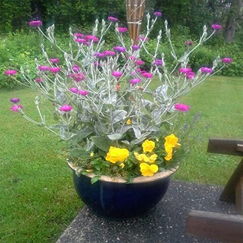 QAUZUY GARDEN 200 Rose Campion Magenta Silver Catchfly Lychnis Silene Coronaria Seeds ,Bee-Friendly Plants, Low-Maintenance