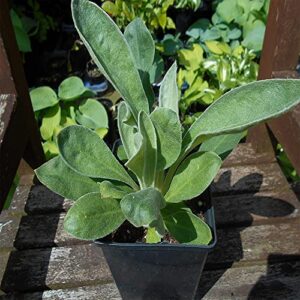 QAUZUY GARDEN 200 Rose Campion Magenta Silver Catchfly Lychnis Silene Coronaria Seeds ,Bee-Friendly Plants, Low-Maintenance