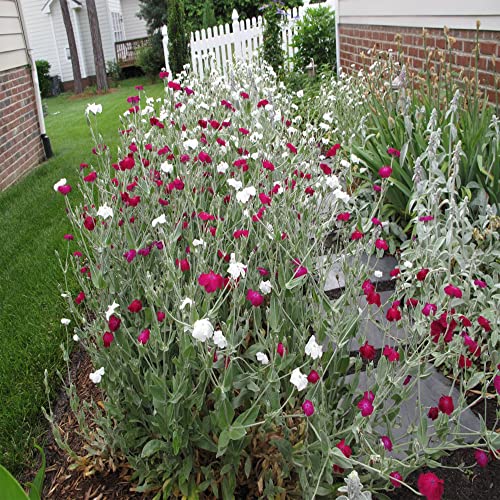 QAUZUY GARDEN 200 Rose Campion Magenta Silver Catchfly Lychnis Silene Coronaria Seeds ,Bee-Friendly Plants, Low-Maintenance