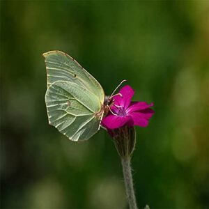 QAUZUY GARDEN 200 Rose Campion Magenta Silver Catchfly Lychnis Silene Coronaria Seeds ,Bee-Friendly Plants, Low-Maintenance