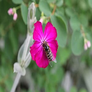 QAUZUY GARDEN 200 Rose Campion Magenta Silver Catchfly Lychnis Silene Coronaria Seeds ,Bee-Friendly Plants, Low-Maintenance