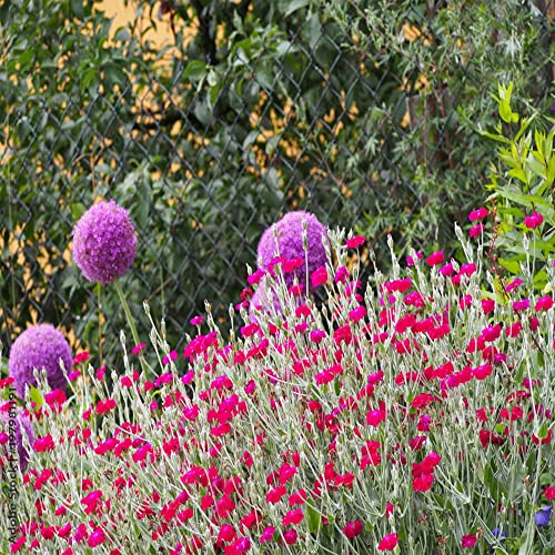 QAUZUY GARDEN 200 Rose Campion Magenta Silver Catchfly Lychnis Silene Coronaria Seeds ,Bee-Friendly Plants, Low-Maintenance