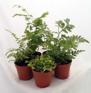 ferns – fairy garden – 5 different plants- 4″ pots