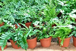 Ferns - Fairy Garden - 5 Different Plants- 4" Pots