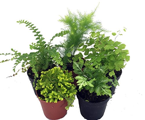 Ferns - Fairy Garden - 5 Different Plants- 4" Pots