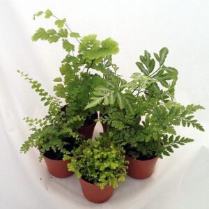 Ferns - Fairy Garden - 5 Different Plants- 4" Pots