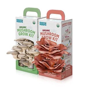 back to the roots organic mushroom grow kit – oyster and pink mushroom 2-pack variety – indoor non-gmo growing kit – produces 3-4 servings and grows in 10 days