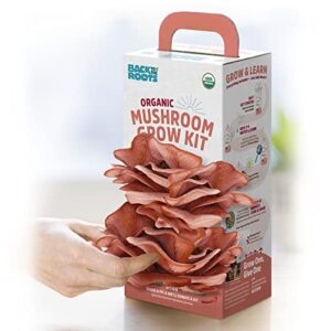 Back to the Roots Organic Mushroom Grow Kit - Oyster and Pink Mushroom 2-Pack Variety - Indoor Non-GMO Growing Kit - Produces 3-4 Servings and Grows in 10 Days