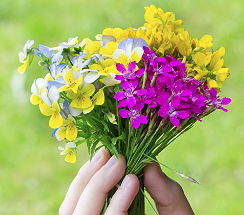 Fragrance Bouquet Flower Rocket Seed Disc - Concentrated Flower Planting Gardener Indoor Outdoor Kit - by Garden Innovations