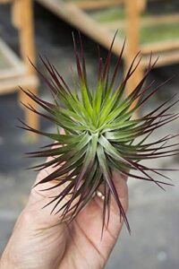 garden in the city air plant tillandsia stricta compact enhanced (grown and shipped from california)