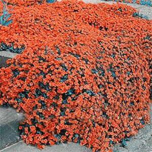 qauzuy garden 100 orange rock cress seeds garden creeping thyme perennial flower plant seeds showy groundcover/lawn cover for home garden easy to grow