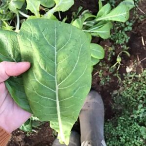 500 Komatsuna Tendergreen Spinach Mustard Seeds for Planting Heirloom Non GMO 1 Gram of Seeds Garden Vegetable Bulk Survival