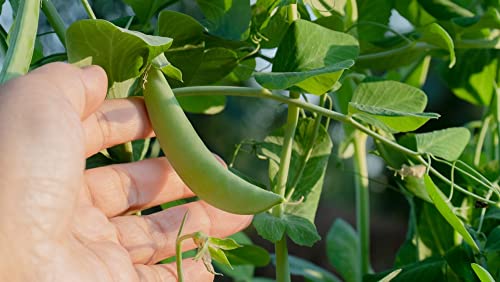 Sugar Daddy Snap Pea Seeds for Planting, 50+ Heirloom Seeds Per Packet, (Isla's Garden Seeds), Non GMO Seeds, Botanical Name: Pisum sativum, Great Home Garden Gift