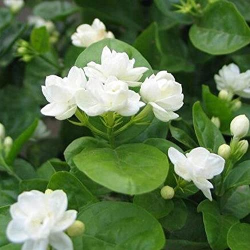 CHUXAY GARDEN Jasmine Jasminum Sambac Plant-Mogra Sampaguita Melati Putih 25 Seeds Striking Landscaping Plant Fragrant Low-Maintenance