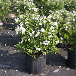 CHUXAY GARDEN Jasmine Jasminum Sambac Plant-Mogra Sampaguita Melati Putih 25 Seeds Striking Landscaping Plant Fragrant Low-Maintenance