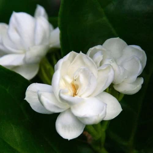 CHUXAY GARDEN Jasmine Jasminum Sambac Plant-Mogra Sampaguita Melati Putih 25 Seeds Striking Landscaping Plant Fragrant Low-Maintenance