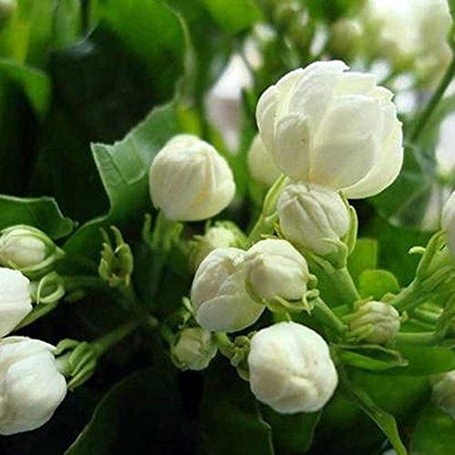 CHUXAY GARDEN Jasmine Jasminum Sambac Plant-Mogra Sampaguita Melati Putih 25 Seeds Striking Landscaping Plant Fragrant Low-Maintenance