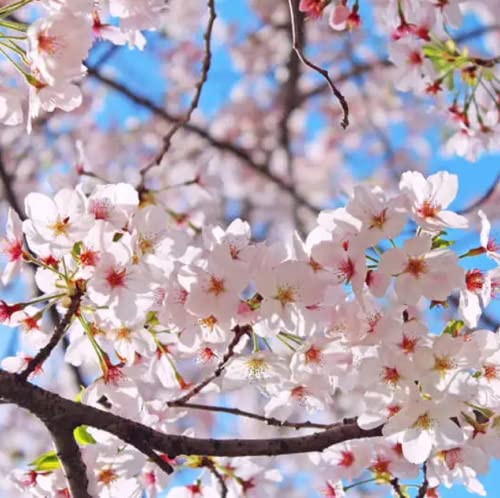 CHUXAY GARDEN 5 Seeds Yoshino Cherry Tree Seeds,Prunus Yedoensis,Japanese Flowering Cherry, Potomac Cherry,Tokyo Cherry Elegant Weeping Flowering Trees Privacy Screen Striking Landscaping Plant