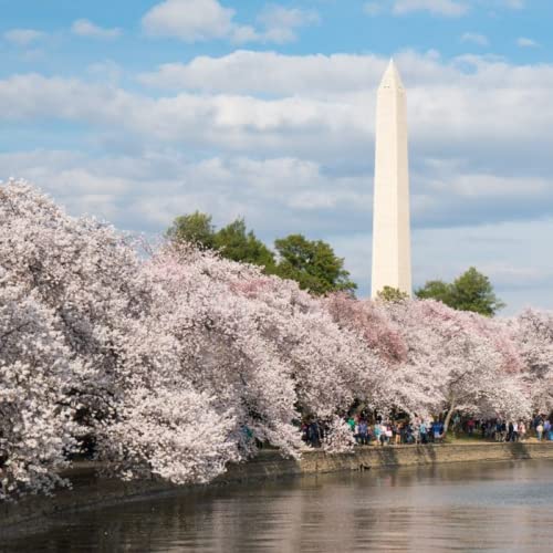 CHUXAY GARDEN 5 Seeds Yoshino Cherry Tree Seeds,Prunus Yedoensis,Japanese Flowering Cherry, Potomac Cherry,Tokyo Cherry Elegant Weeping Flowering Trees Privacy Screen Striking Landscaping Plant